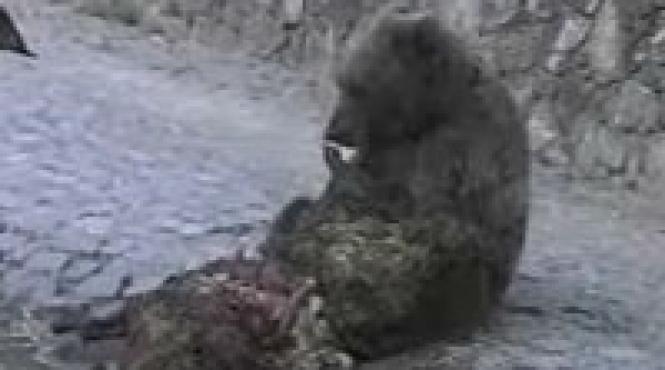 ursii au inceput sa coboare in sinaia