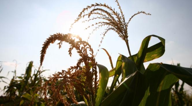 razboi pentru porumb genetic