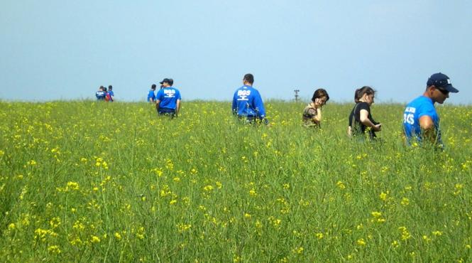 pierdut in lanul de secara