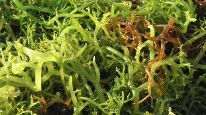 minte brici cu alge marine