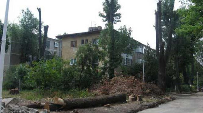 copaci taiati pentru un bloc