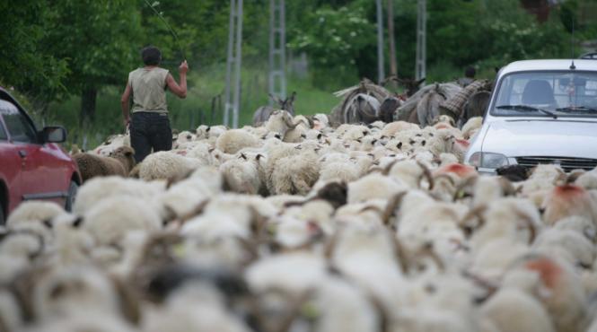 bani pentru oi