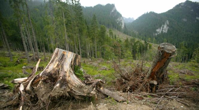 jos drujbele de pe ceahlau