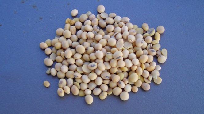 pericol soia ne poate timpi