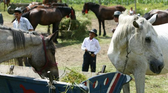 despre agricultura cu metale grele