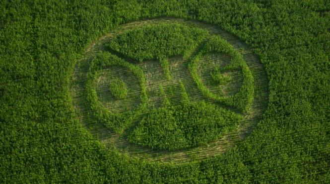 mamaliga in pericol protest inedit al organizatiei greenpeace la salonta