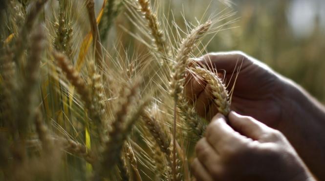 un gazprom pentru mincare