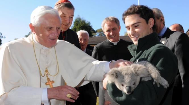 inedit papa a fost vizitat de un urs koala