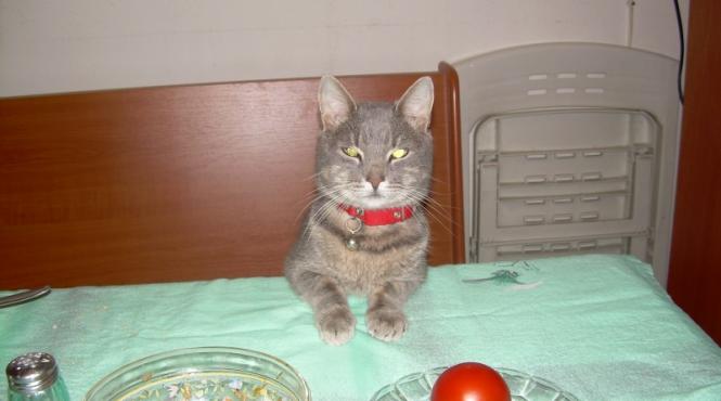 ccedil a va ccedil a va eu sint sava