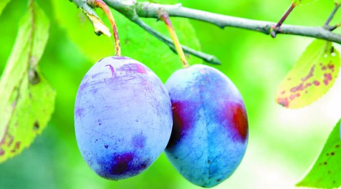 prunele calmeaza stresul