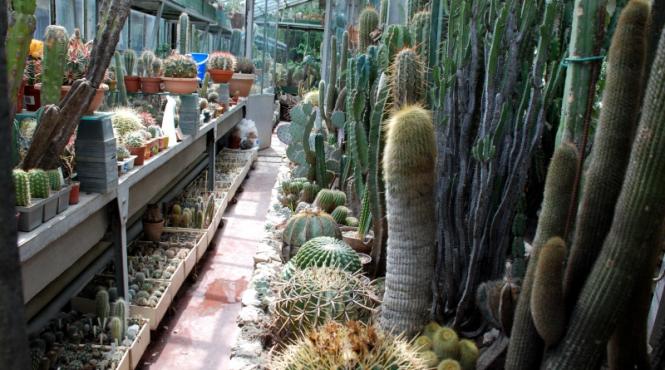 petale printre spini si pasiune