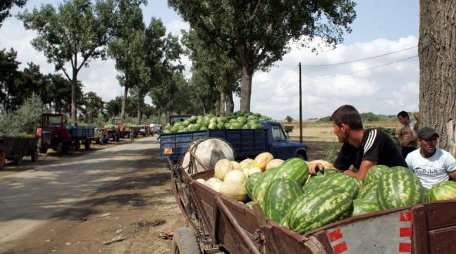 isteria lubenitelor de dabuleni