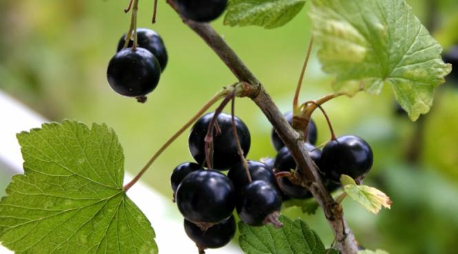 afinele insulina vegetala