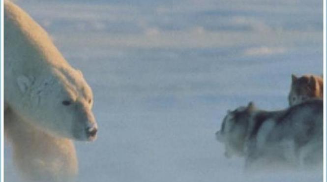 in salbaticie urs polar vs husky