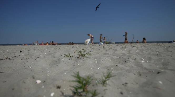 plajele virgine de la marea neagra