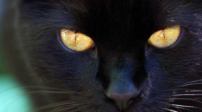 un strop de magie noire ravasitor