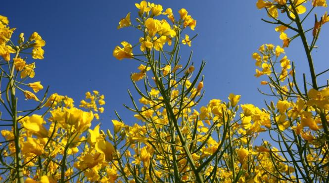 marii fermieri trec la rapita