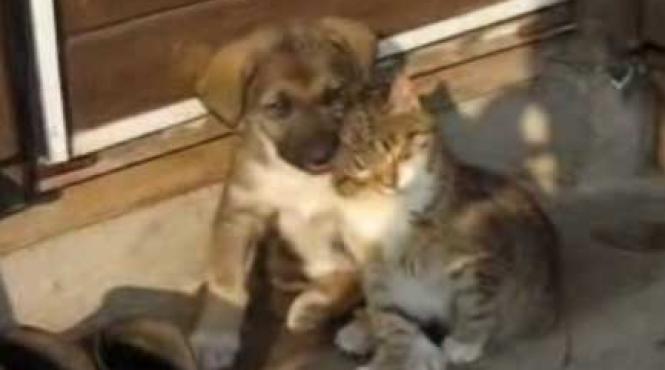 video romeo si julieta canin si felin