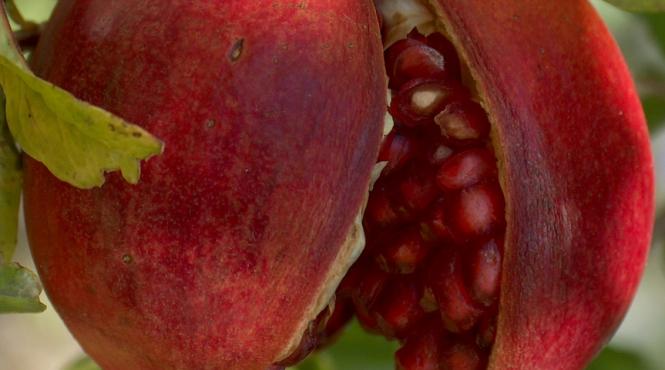 rodii pe placul inimii