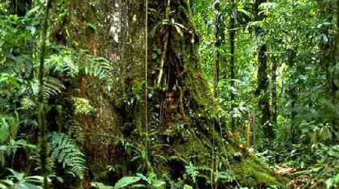 se intampla si la altii padurea amazoniana tot mai defrisata