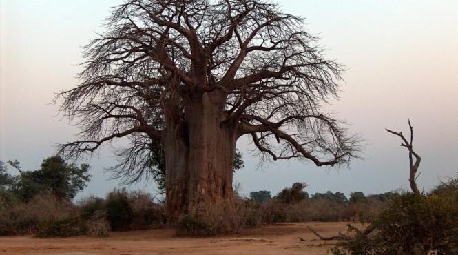 alimentele de tip novel