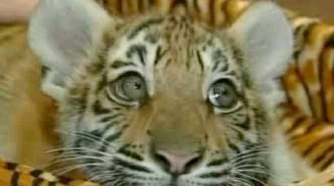 cadoul potrivit pentru aniversarea lui putin un pui de tigru ussuri video