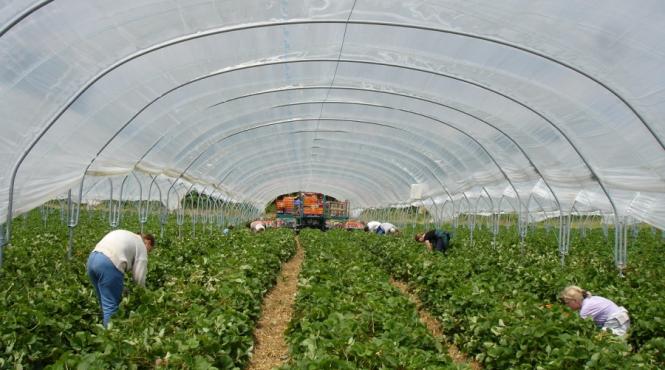 capsunarii au dus romania pe locul 8 al tarilor in curs de dezvoltare