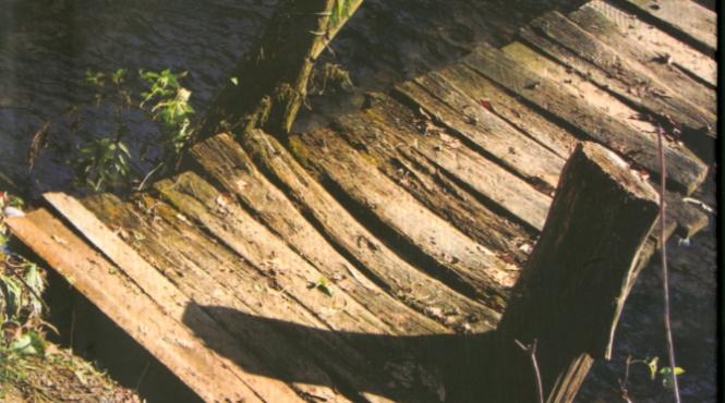 semnal biblioteca faulkner