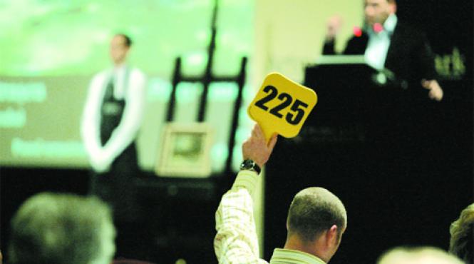 licitatie o scumpete de fata in roz