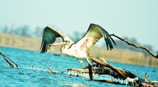 ecologistii denunta vanatoarea ilegala opriti braconajul in delta