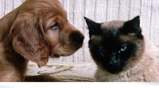 microcipuri pentru caini si pisici