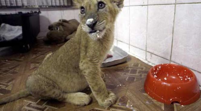 imaginile zilei 3 februarie 2009 foto