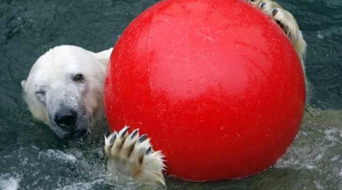 imaginile zilei foto