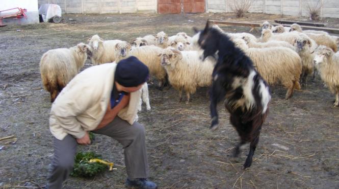 jale in fagaras gospodarii condamnati la saracie