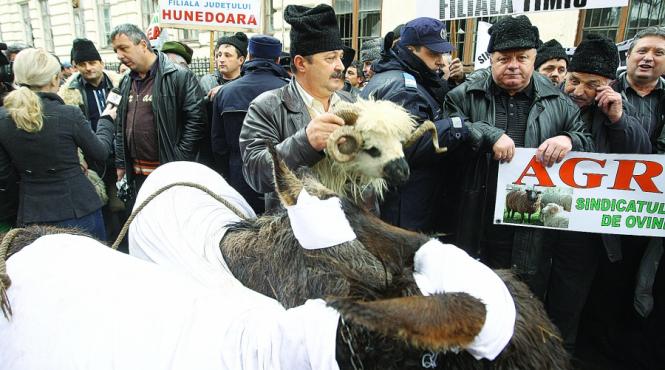 protestul ciobanilor fara plastic pe branza