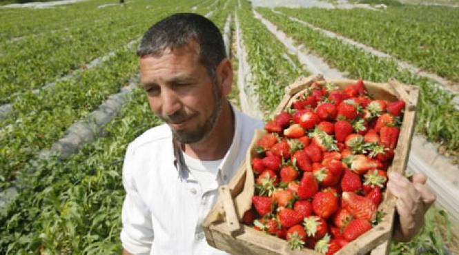 sute de romani chemati cu cortul la cules de capsuni in danemarca