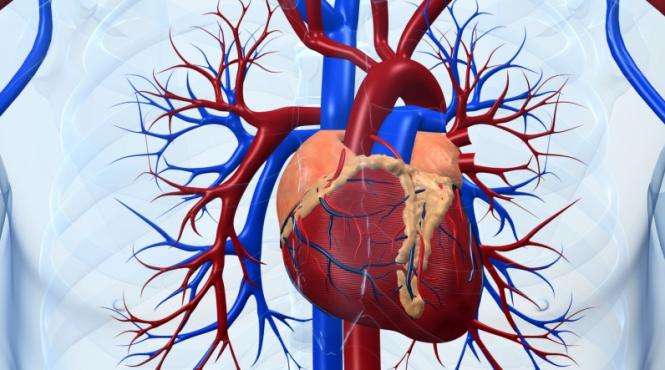 investigatii cu arterele cum stai