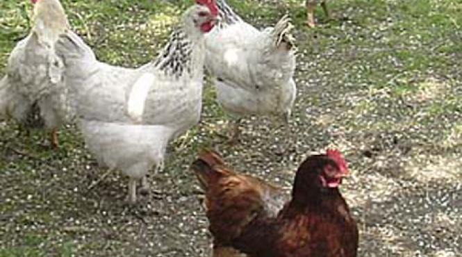 alerta europa aviara