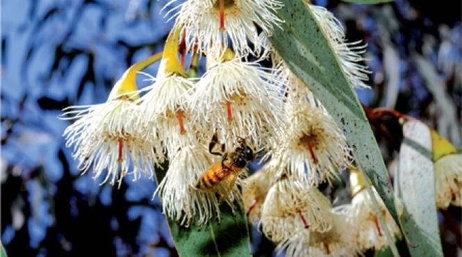 uleiurile esentiale si guturaiul