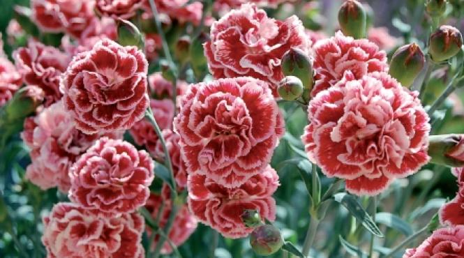 garofite atractive in rocarii borduri si straturi