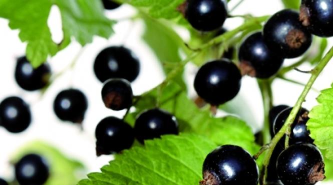 remedii naturale contra cistitei