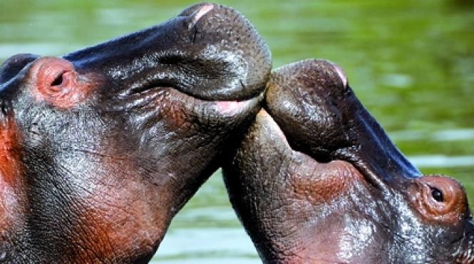 animalele se imperecheaza din placere