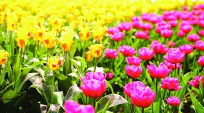 editia a xii a a simfoniei lalelelor pitesti 21 23 aprilie 1989