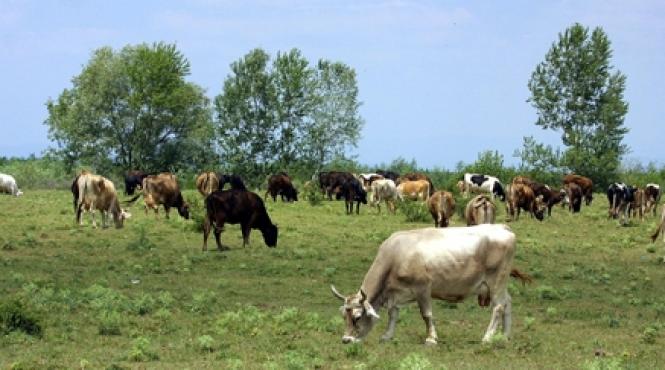vacile se descurcau greu cu limba rusa
