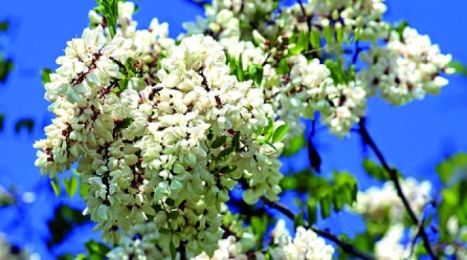 beti apa din flori de salcam