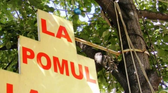 vanghelie si piedone ignora actiunile ecologiste