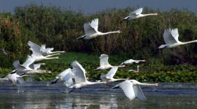 taxa pe delta turistii vor trebui sa plateasca 20 lei de persoana