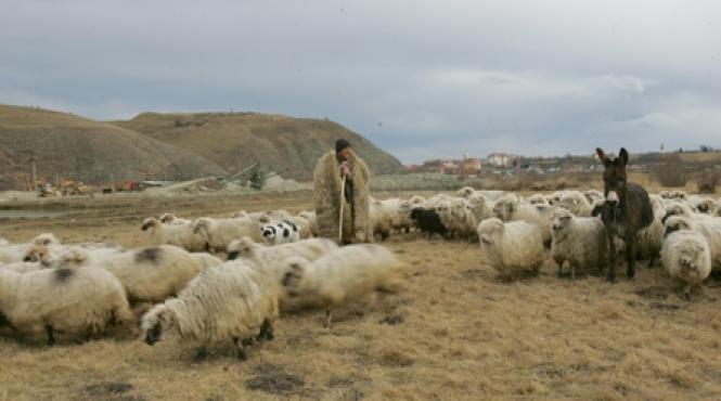 cum a verificat ca oile nu sunt proaste