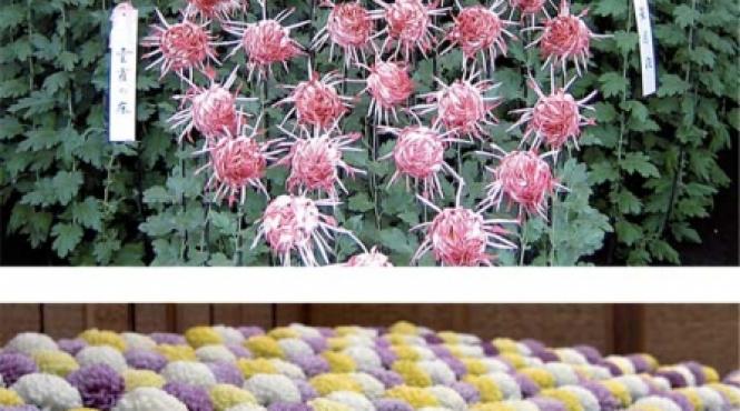 crizantema un adevarat spectacol de forma si culoare