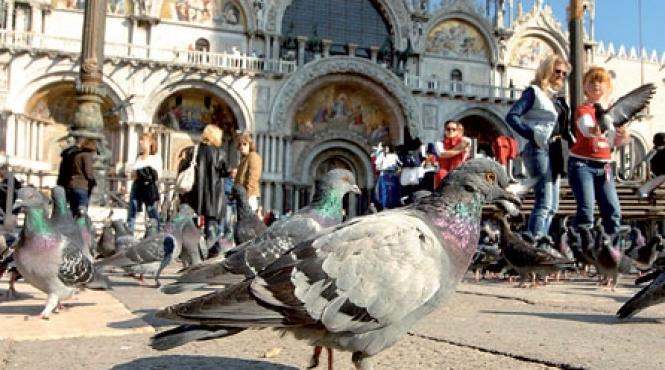 porumbeii critici de arta